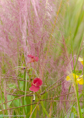 image of pink grasses entwined with native wildflowers