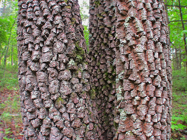 Bark of wild persimmon trees, West Virginia