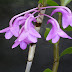 Dendrobium intricatum - Hoàng thảo hoa cong