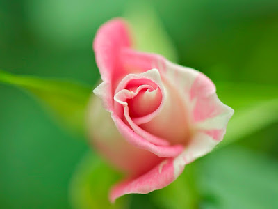 fotografias de rosas lindas