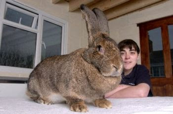 The big rabbit.