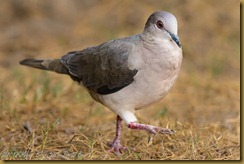 White-tipped Dove (Leptotila verreauxi) 