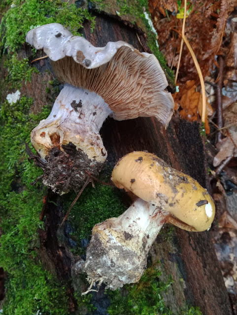 Two different Webcaps Cortinarius spp, Indre et Loire, France. Photo by Loire Valley Time Travel.