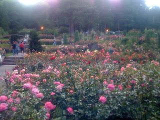 rose garden 5