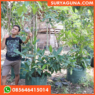 planter bag dari suryaguna 085646415014