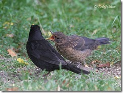 amsel01