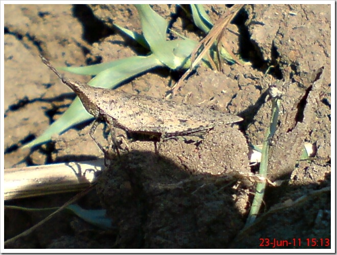 A brown vegetable grasshopper (Atractomorpha sp)