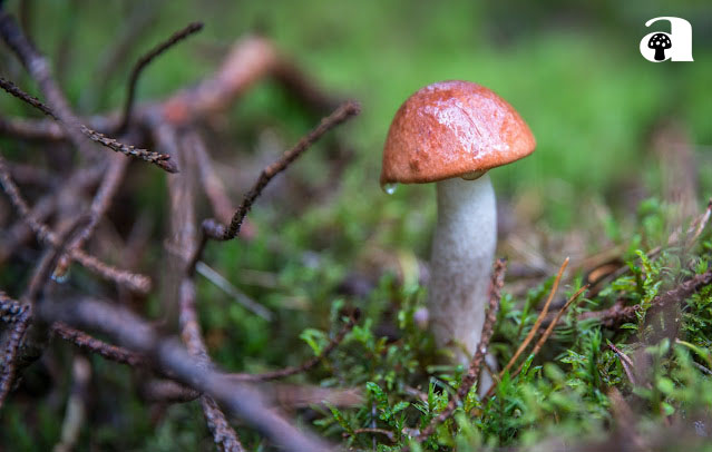 tip shaped mushroom_1