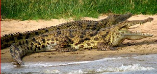 Nile crocodiles, giant predators of the African Water