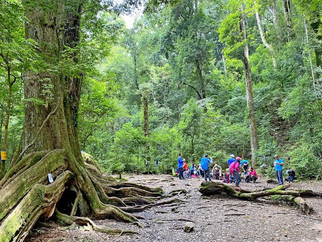 北坑山大板根