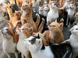 Có Thể Bạn Chưa Biết : Những Đảo Mèo Nổi Tiếng Của Nhật Bản