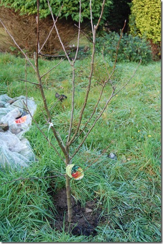 apple trees 003