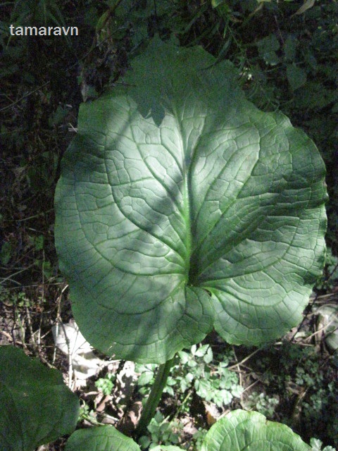 Связноплодник почколистный (Symplocarpus renifolius)