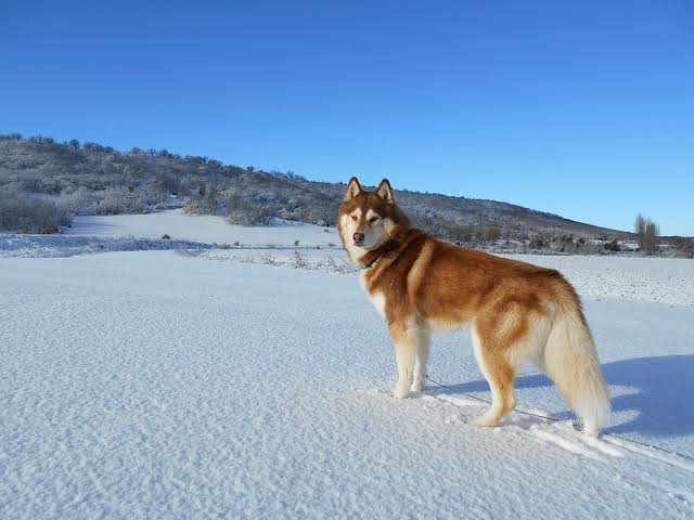 Among the most popular dogs in the United States is Siberian Huskies.