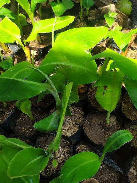 bibit pohon pisang raja sereh mudah sekali cepat berbuah Kalimantan Tengah