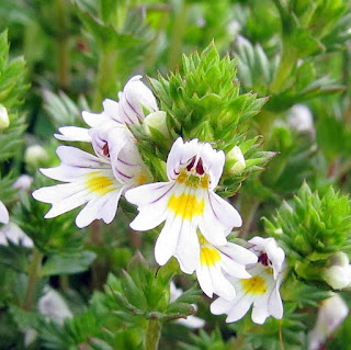 Ogentroost, Euphrasia stricta wolff