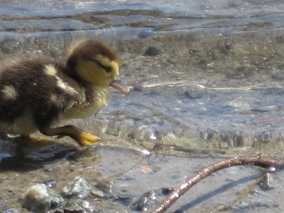 watching day-old ducklings