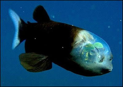 fish with face