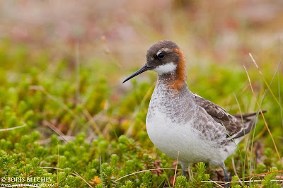 Falaropo pico fino Phalaropus lobatus