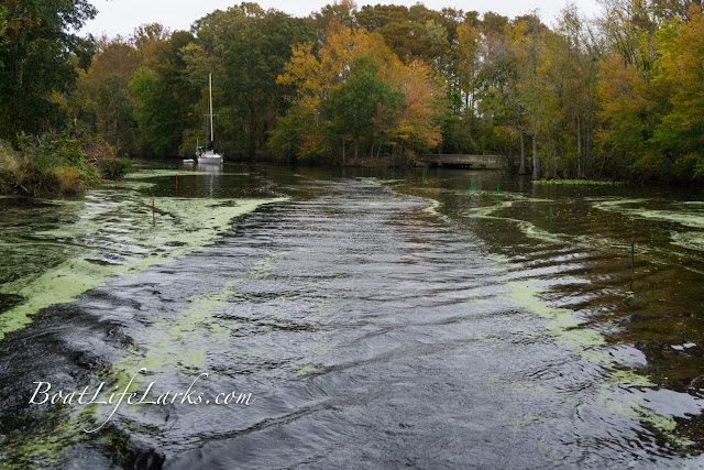 Boater transits a staked channel, Dismal Swamp, South Mills area