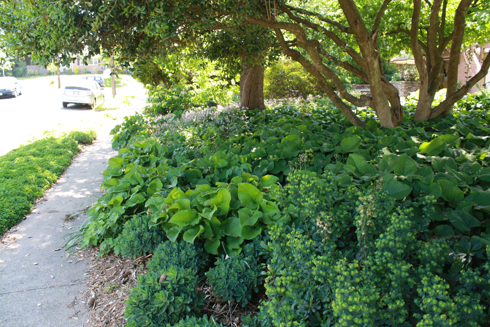 grounded design by Thomas Rainer: The Case Against Mulch Rings grounded design by Thomas Rainer: The Case Against Mulch Rings on Thomas Rainer Landscape
id=50603