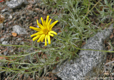 Senecio chilensis