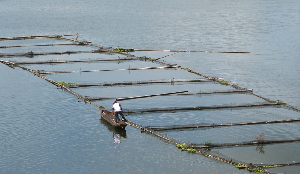 Tilapia Fish Cages in Lake Sebu