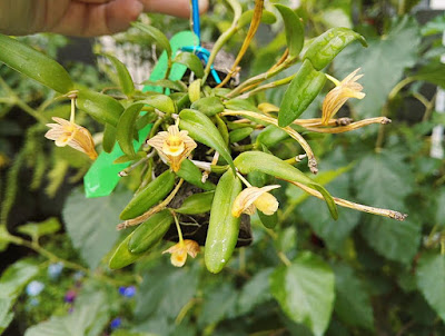 Dendrobium pachyphyllum care and culture