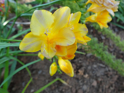 Família: Iridaceae Nome Científico: Freesia x hybrida Nomes Populares: Frésia, Frísia, Junquilho, Fresilha.