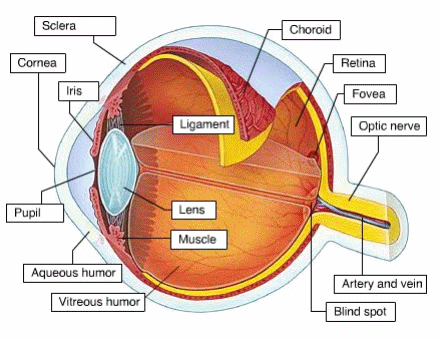 Fadlan Mumtaz Anatomi  Mekanisme dan  Akomodasi Retina dan  