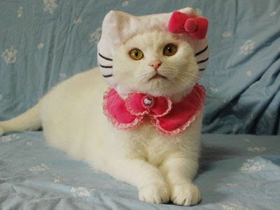 Hello Kitty Costume For Cats. Hello Kitty costume available