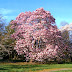 Magnolia Flowering Trees