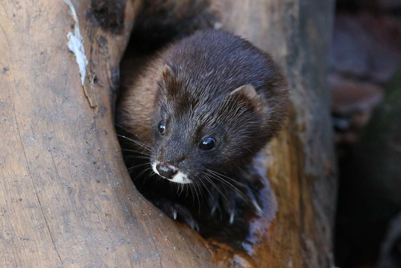 european mink - endangered species in temperate rainforests