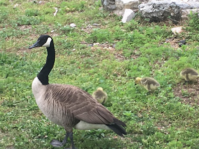 Goose at Schuykill River Park