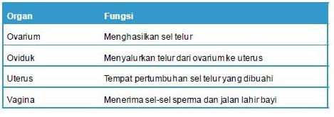 Fungsi organ pada Sistem Reproduksi Wanita