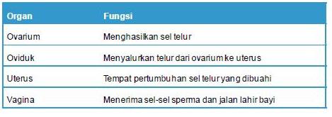 Fungsi organ pada Sistem Reproduksi Wanita