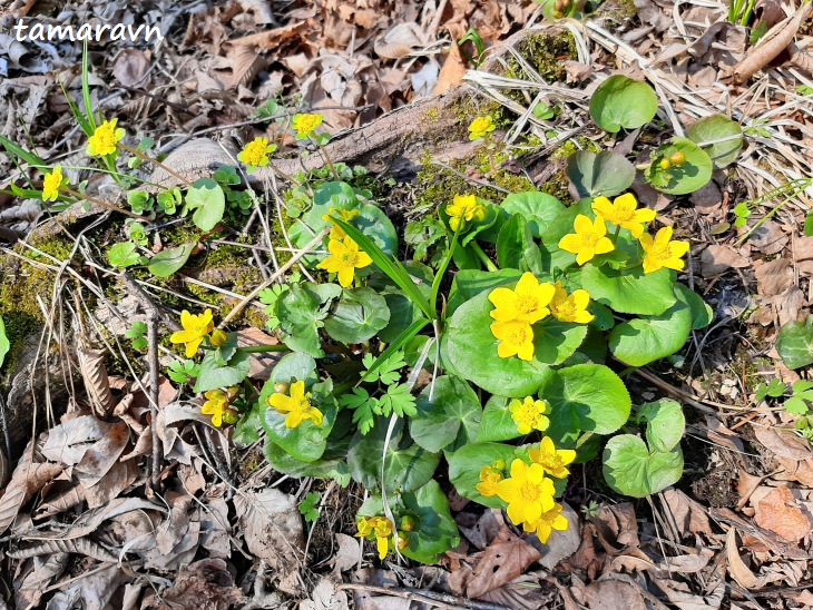 Калужница лесная (Caltha silvestris)