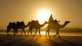 camellos en el desierto 