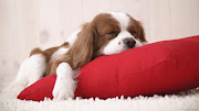 09 Unique Widescreen Dogs Desktop Backgrounds (dogs dog sleeping pillow wallpapers )