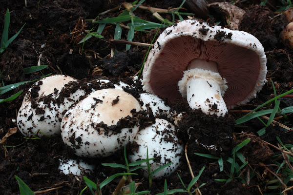 Agaricus bisporus