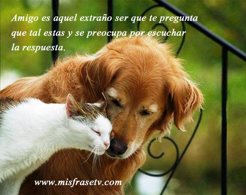 FRASES DE AMISTAD CON IMAGENES