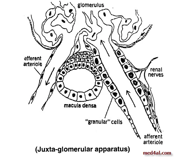 juxta-glomerular-apparatus
