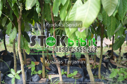 Leci                                      gambar buah leci