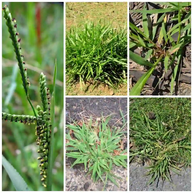 Crabgrass removing from the lawn in USA