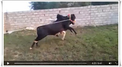 http://funkidos.com/videos-collection/funny-videos/angry-bull