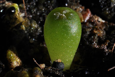 Lophophora alberto-vojtechii seedling