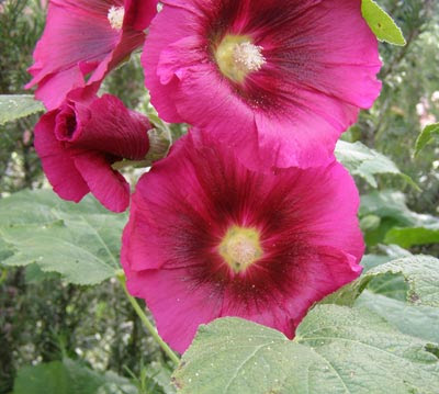 Althea rosea