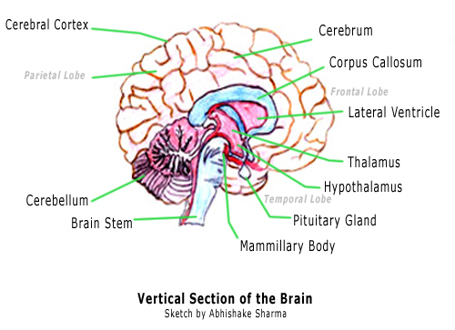 Brain And Parts6