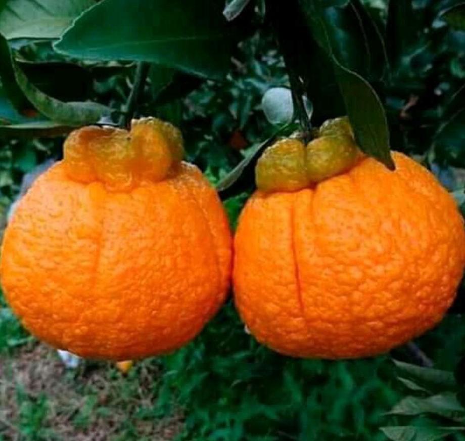 bibit jeruk dekopon super jumbo dijamin cepat berbuah siap kirim seluruh indonesia Banjarbaru