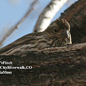 Cassin's Finch visiting before returning to breeding areas